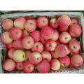 Fresh FUJI Apple New Crop